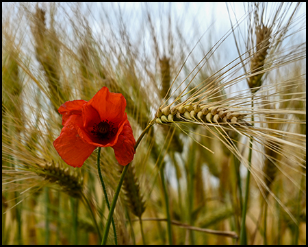 Ähre in einem Kornfeld und eine knallrote Mohnblüte