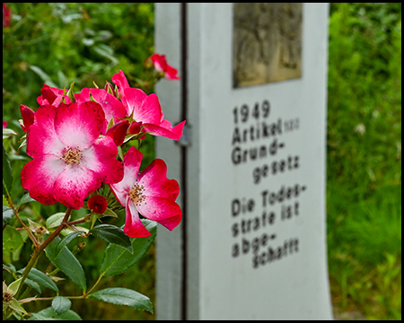 Rose vor einer Betonstele, die Denkmal für Abschaffung der Todesstrafe ist