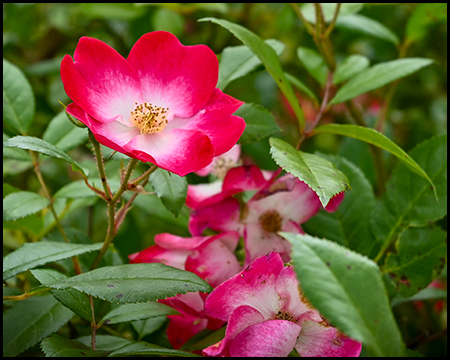 Blüte einer Wildrose