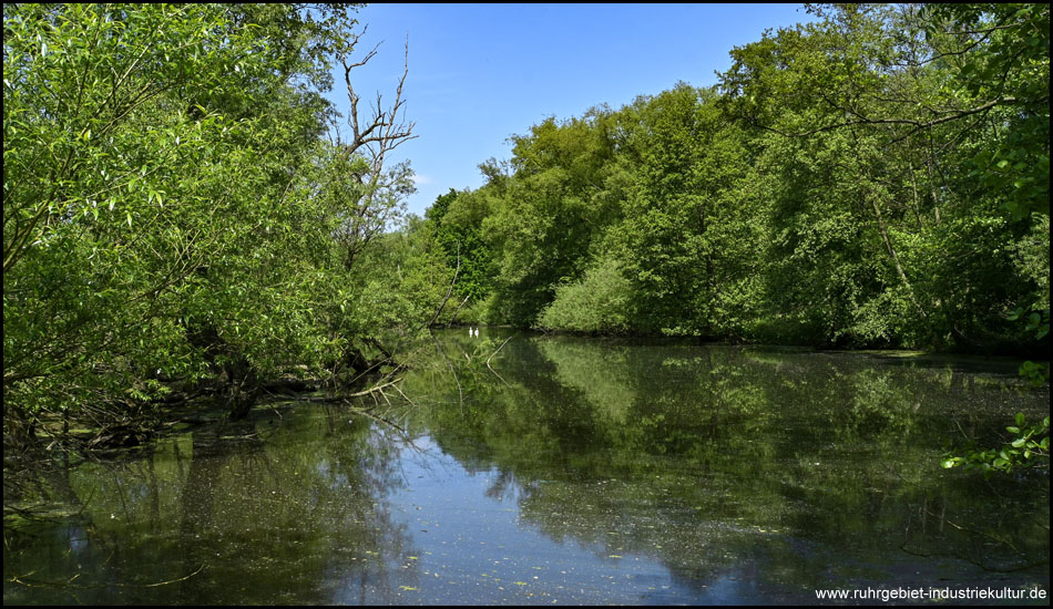 Ein Biotop mit Wald am Ufer
