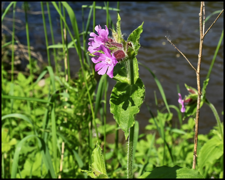 Lilafarbene Pflanze an einem Flussufer