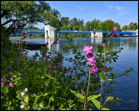 Blüten am Ufer eines Flusses vor einem Stauwehr