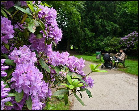 Teile eines Rhododendronbuschs, der blüht. Im Hintergrund sitzt unscharf zu sehen ein Mann auf einer Sitzbank