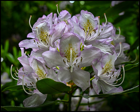 Rhododendrenblüte