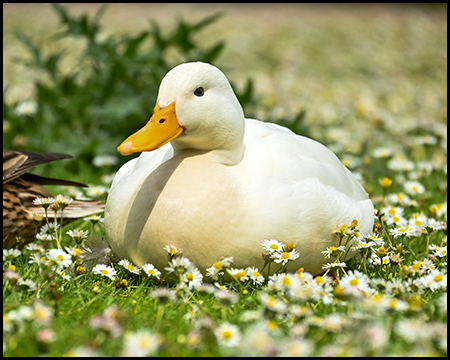 Weiße Pekingente in einer Wiese mit Gänseblümchen