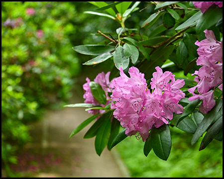 Rhododendrenblüte an einem Waldweg