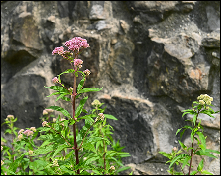Wildpflanze vor einer Mauer