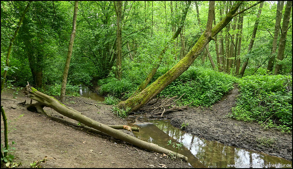 Ein Bach fließt durch einen grünen Wald