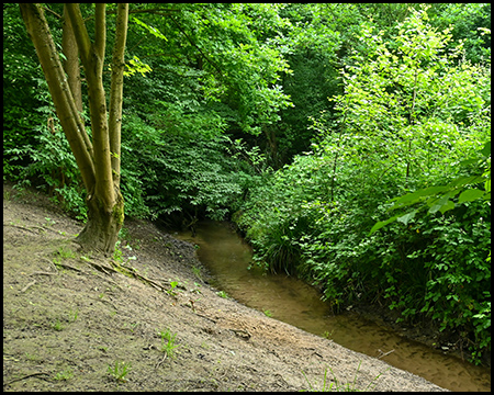 Ein Bach im Wald