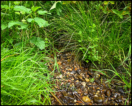 Ein Wasser-Rinnsal zwischen Gräsern und Kräutern