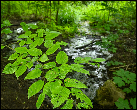 Ein Ast mit Blättern vor einem unscharf abgebildeten kleinen Bach