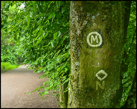 Weg im Wald mit einem Baum im Vordergrund, an dem verschiedene Wanderwegmarkierungen angebracht sind.