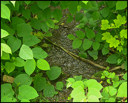 Große Blätter und ein Wasserlauf darunter