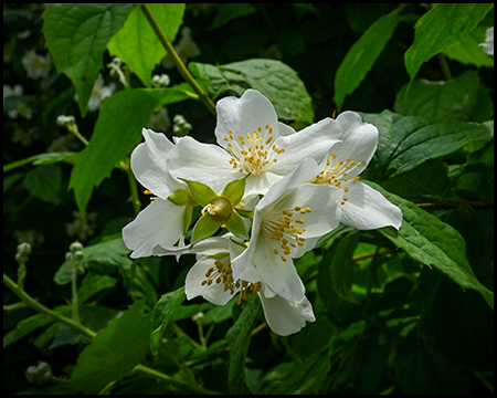 Eine weiße Blüte an einem Busch