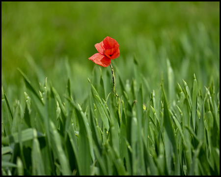 Ein Kornfeld mit einer einzigen roten Mohnblume