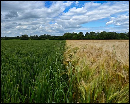 Blick entlang der Kante zweier aneinandergrenzender Felder. Rechts ein gelbes Kornfeld, links ein noch recht grünes Feld.