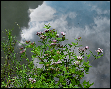Wildblume am Ufer eines Sees, im Wasser spiegeln sich dichte Wolken
