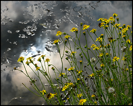 Gelbe Blumen vor einer Wasserfläche, in der sich Sonne und Wolken spiegeln