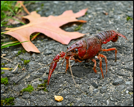 Eine rote Krabbe auf einem Asphaltweg