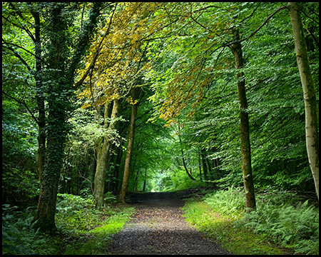 Ein Waldweg unter Bäumen