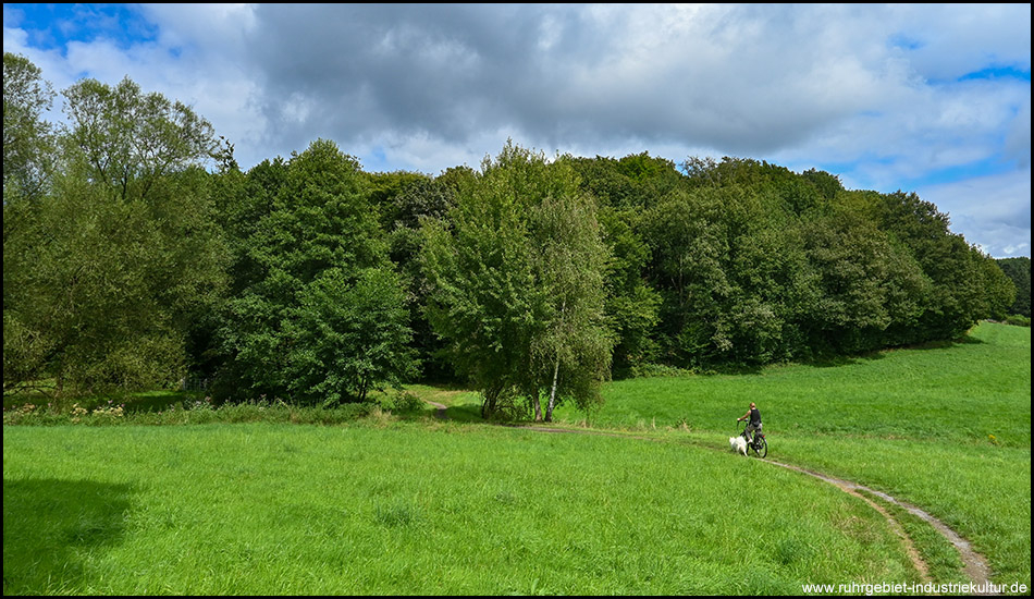 Pfad durch eine Wiese in einem Bogen in Richtung eines Waldrandes