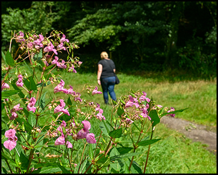 Eine Frau auf einem Pfad in einer Wiese. Im Vordergrund rosafarbenes Springkraut