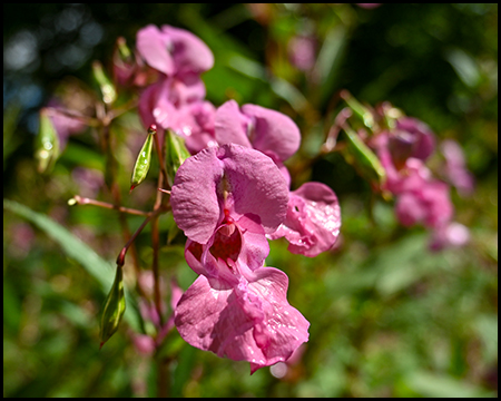 rosafarbenes Springkraut