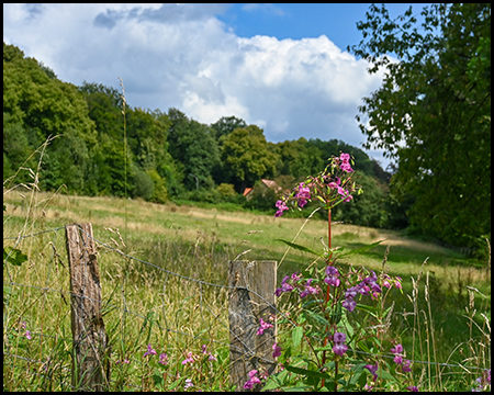 Springkraut und Weidezaun vor einer Wiese