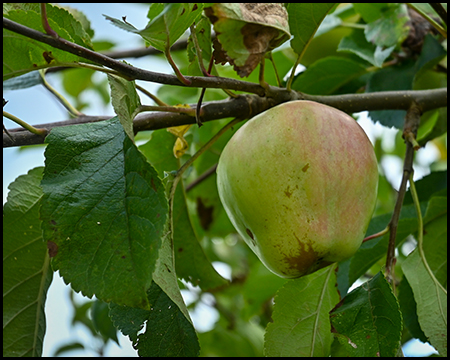 Apfel in einem Baum