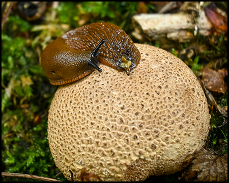 Nacktschnecke auf einem Pilz