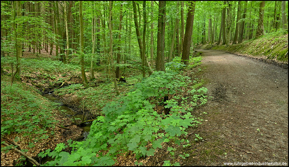 Bergauf führender Waldweg parallel zu einem in Bögen verlaufende Bach unter dichtem Laubwald