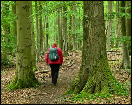 Eine unscharf abgebildete Frau in einem Wald mit Laubbäumen