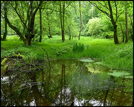 Kleiner Teich im Wald, in dem sich die Bäume im Wasser spiegeln