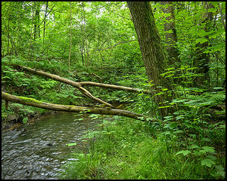 Ein Bach im Wald