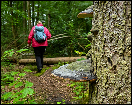 Eine Frau im Wald. Im Vordergrund ein Baum mit großen Pilzen an der Rinde