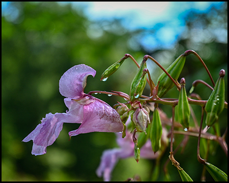 Lippenblüte des Springkrauts von der Seite