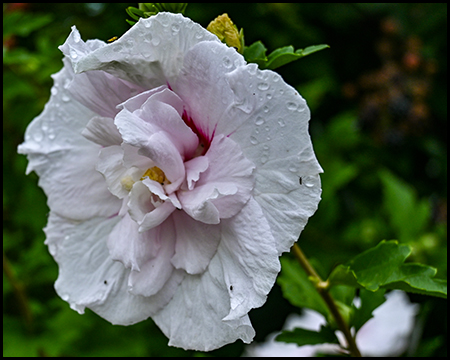 Blüte eines Hibiscus in besonderer weißer Form