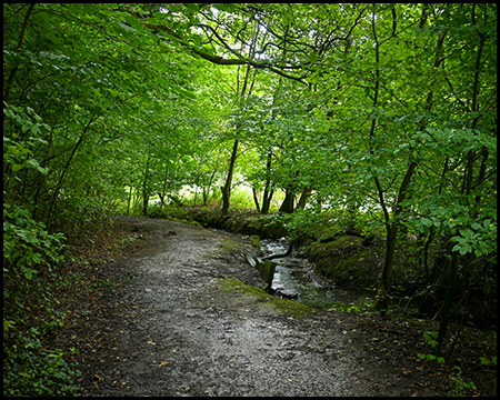 Ein Bach neben einem feuchten, dunkel gelegenen Waldweg