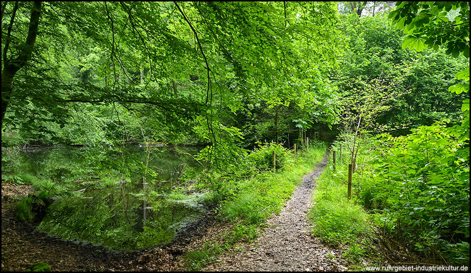 Ein kleiner Teich im Wald. Ein Weg führt direkt daran vorbei.