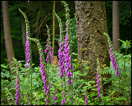 Digitalis blüht lilafarben unter Bäumen im Wald