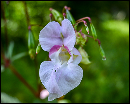 Eine Lippenblüte einer Pflanze