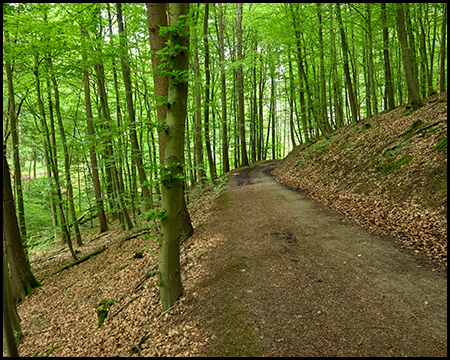 Ein bergauf steigender Waldweg, der gleichzeitig an einem deutlichen Hang verläuft