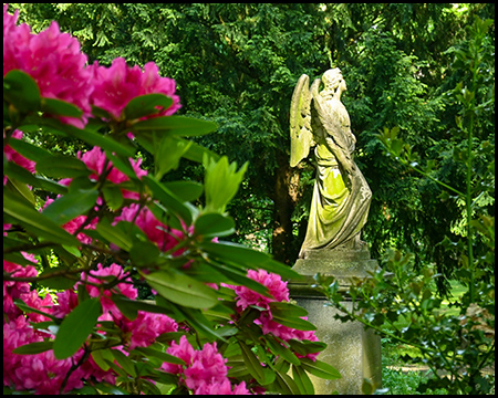 Eine Engelsfigur hinter einem rot blühenden Rhododendron