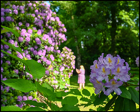 Riesiger Rhododendrenbusch im Vergleich zu einer danebenstehenden Person