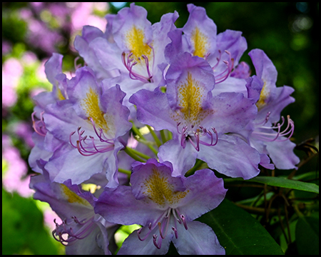 Rhododendrenblüte in lila und gelb