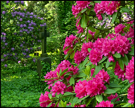 Rhododendren auf dem Friedhof