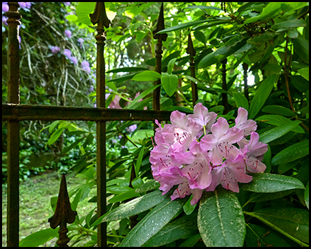 Rhododendrenblüte vor einem Eisenzaun mit Rost