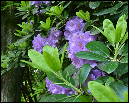 Rhododendrenblüte