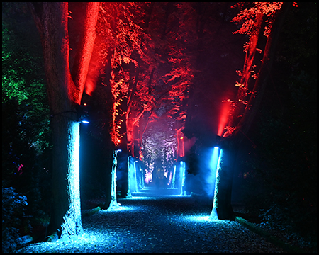 Eine Allee mit zweifarbig am Stamm angestrahlten Bäumen: unten weiß, oben rotes Licht