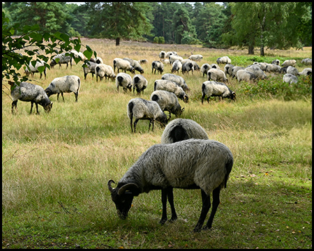 Eine Herde Heidschnucken grast im hohen Gras